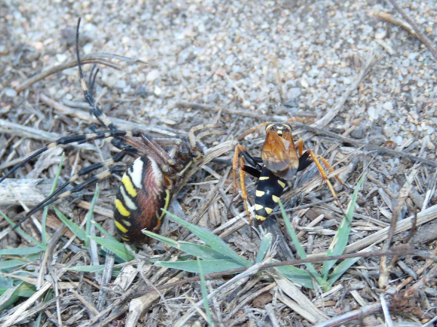 Batozonellus lacerticida con Argiope bruennichi